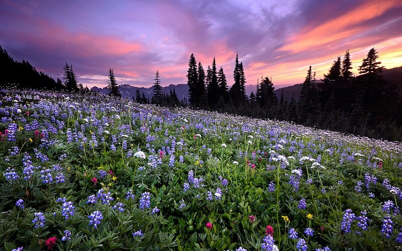 Wildflower Field at Sunset — Purple