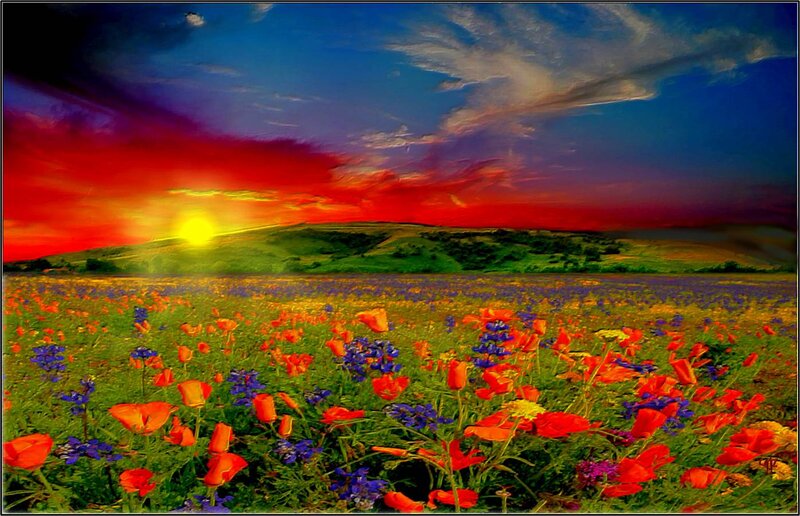 Wildflower Field at Sunset — Red, Dramatic