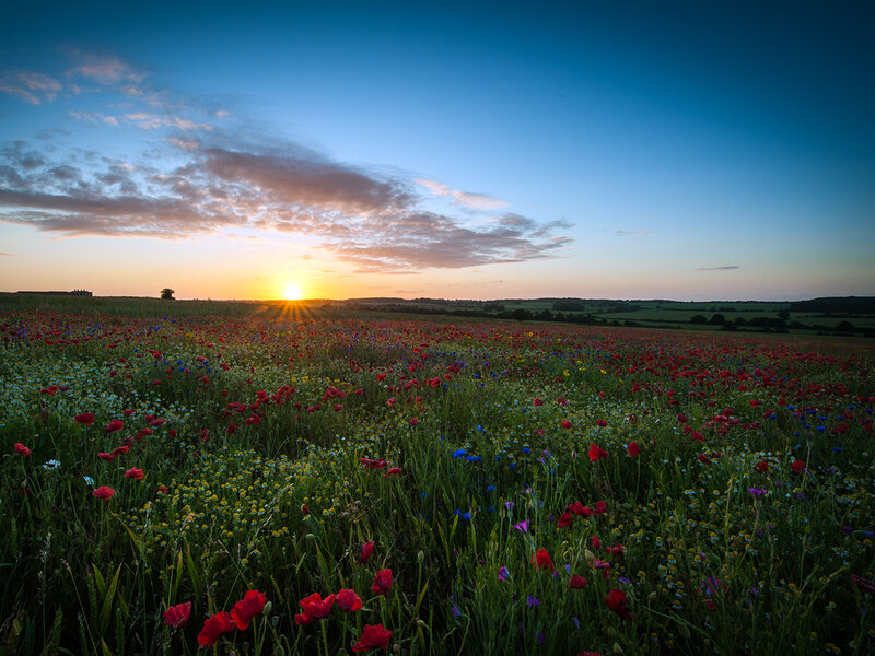 Wildflower Field at Sunset — Red, Serene