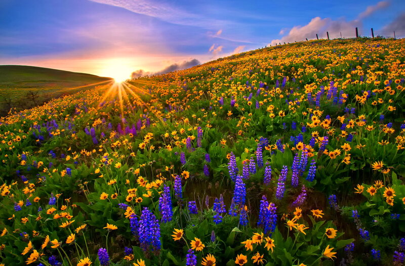 Wildflower Field at Sunset — Yellow, Serene