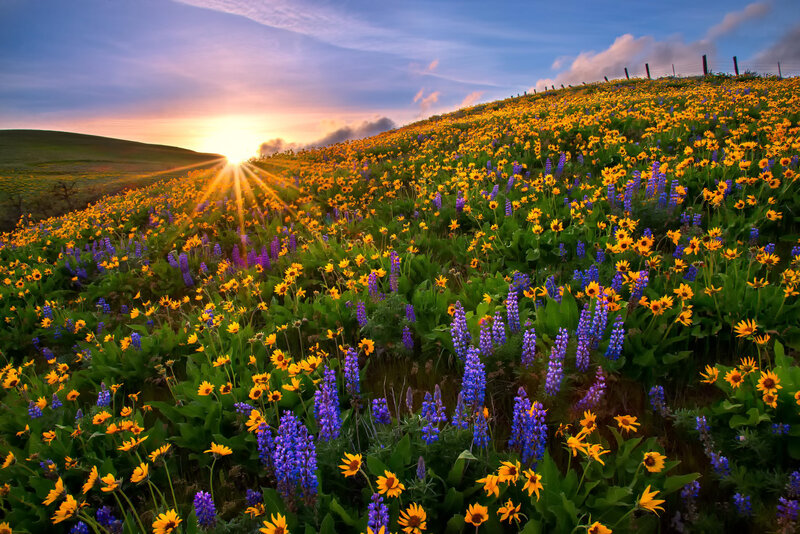 Wildflower Field at Sunset — Yellow