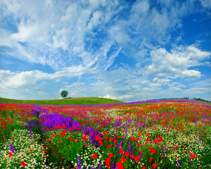 Wildflower Field — Blue, Serene, Afternoon