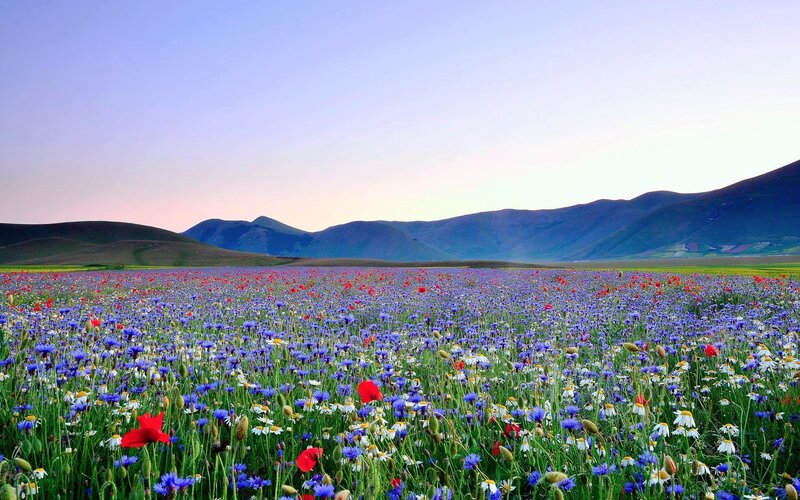 Wildflower Field — Blue, Serene, Sunset, Photograph, Mountains