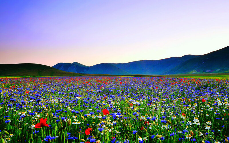 Wildflower Field — Blue, Serene, Sunset, Photograph