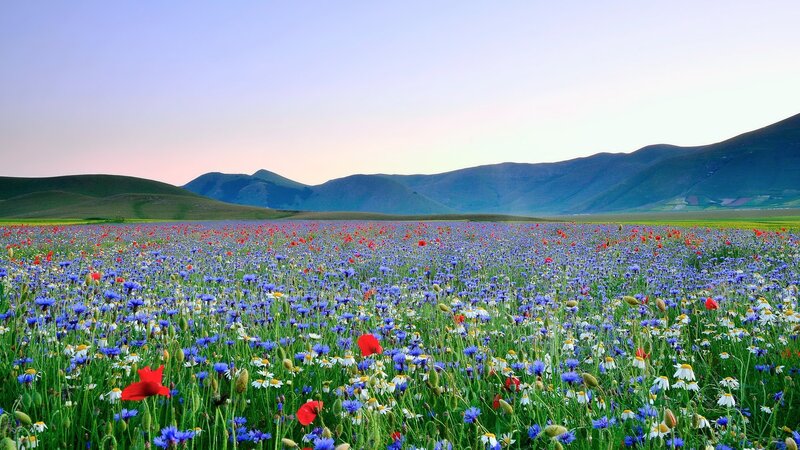 Wildflower Field — Blue, Serene, Sunset