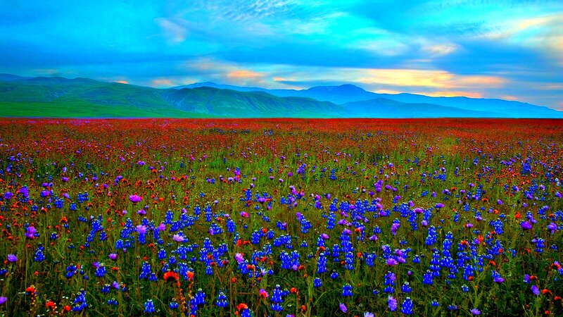 Wildflower Field — Blue, Serene