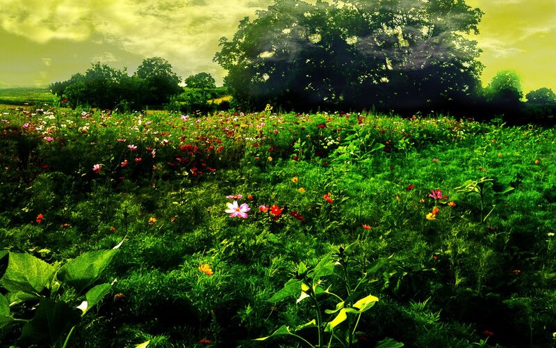 Wildflower Field — Green, Dramatic, Afternoon