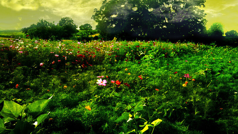 Wildflower Field — Green, Dramatic