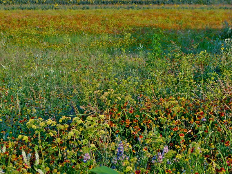 Wildflower Field — Green, Serene, Afternoon, Photograph, Grass