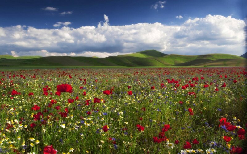 Wildflower Field — Green, Serene, Afternoon