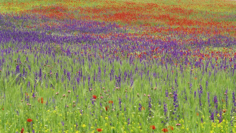 Wildflower Field — Green, Serene, Summer, Photograph, Poppy