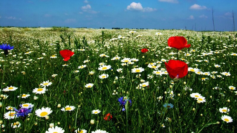 Wildflower Field — Green, Serene, Summer, Photograph