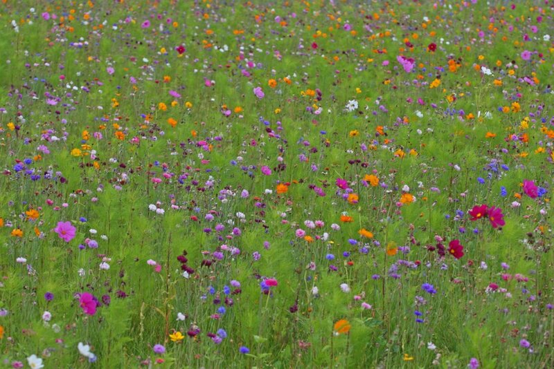 Wildflower Field — Green, Serene, Summer