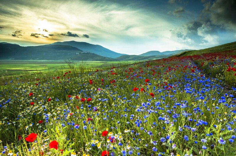 Wildflower Field — Green, Serene, Sunset