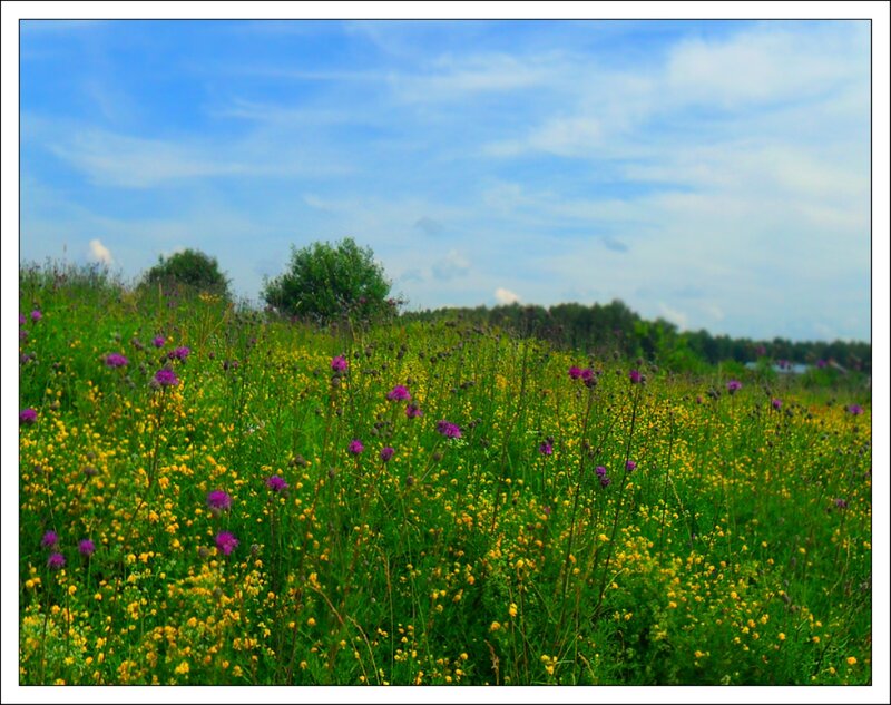 Wildflower Field — Green, Serene