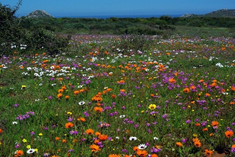 Wildflower Field — Green