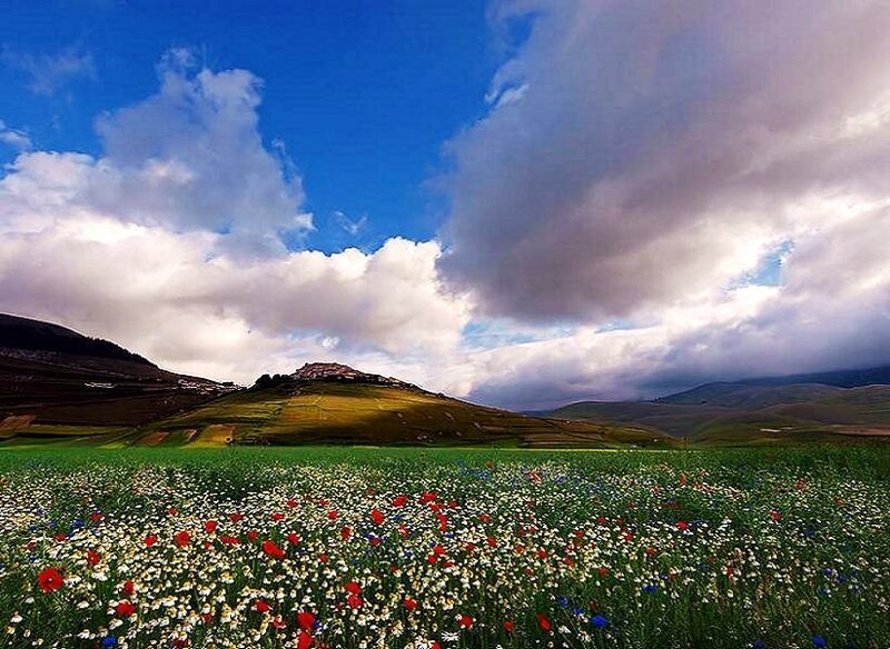 Wildflower Field in Valley