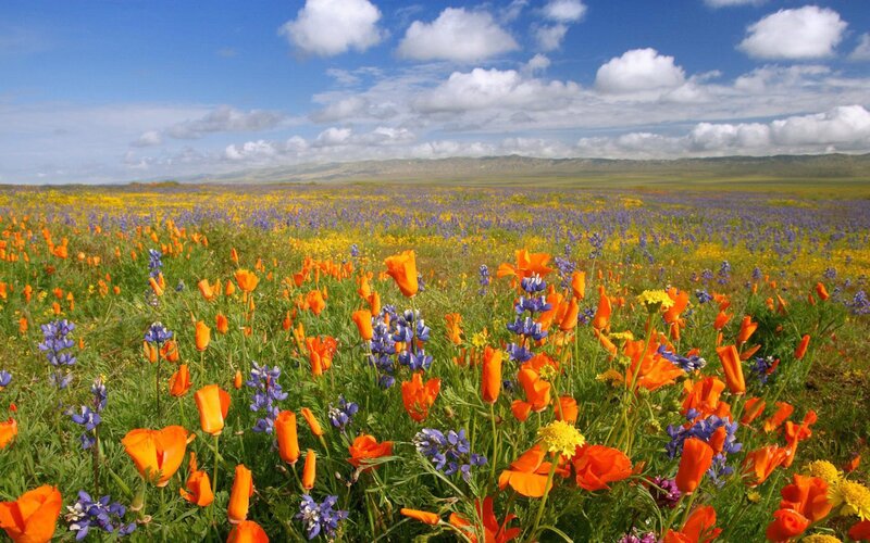 Wildflower Field — Orange, Serene, Afternoon