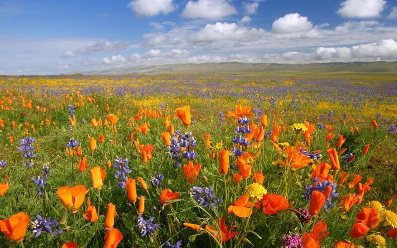 Wildflower Field — Orange, Serene