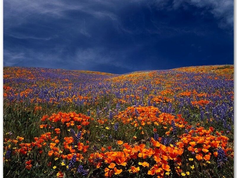 Wildflower Field — Orange
