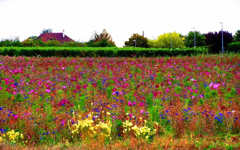 Wildflower Field — Pink