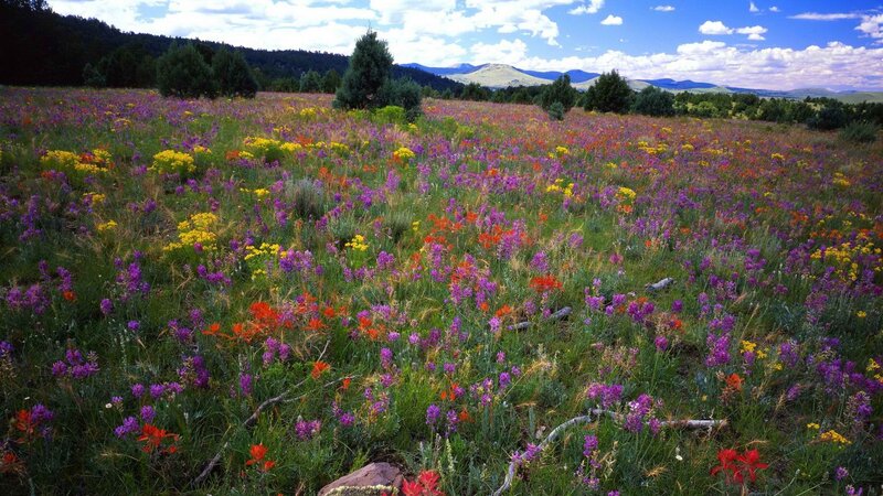 Wildflower Field — Purple, Serene, Afternoon, Photograph, Mountains
