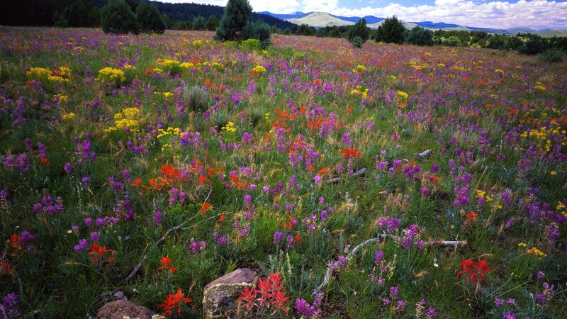 Wildflower Field — Purple, Serene, Afternoon, Photograph, Mountains, Trees, Grass
