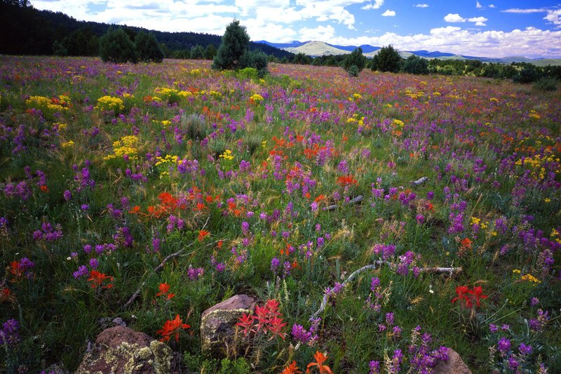 Wildflower Field — Purple, Serene, Afternoon, Photograph, Mountains, Trees