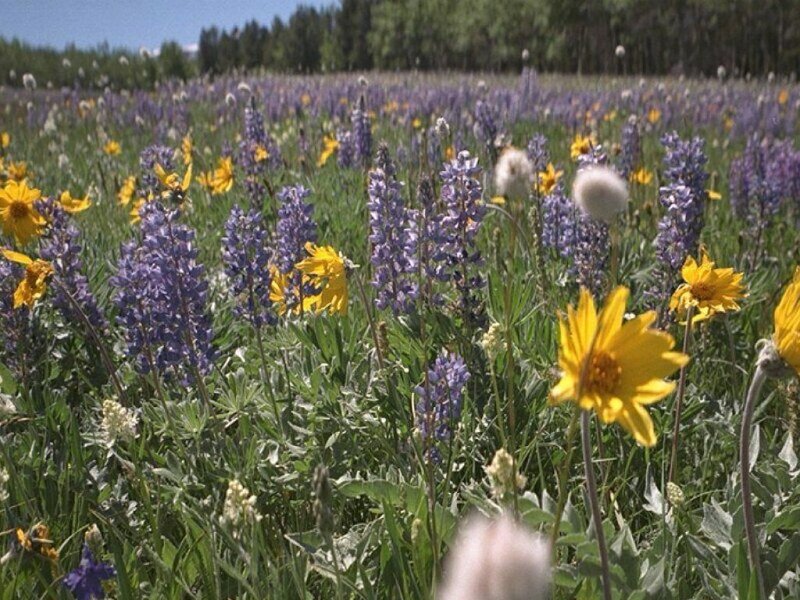Wildflower Field — Purple, Serene, Summer