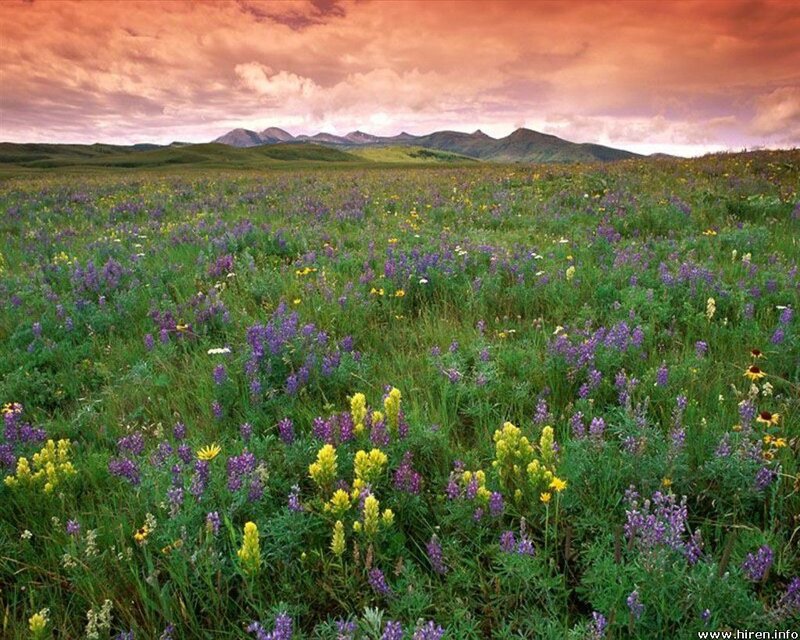 Wildflower Field — Purple, Serene, Sunset, Photograph, Mountains, Sky, Grass, Green, Yellow