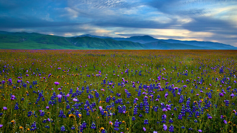 Wildflower Field — Purple, Serene, Sunset, Photograph