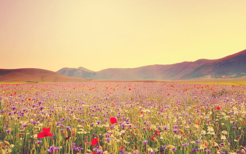 Wildflower Field — Purple, Serene, Sunset