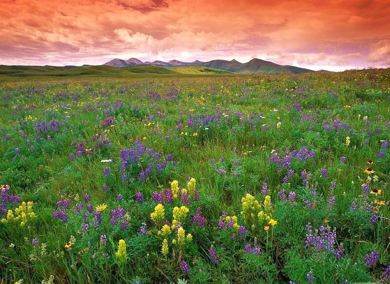 Wildflower Field — Purple