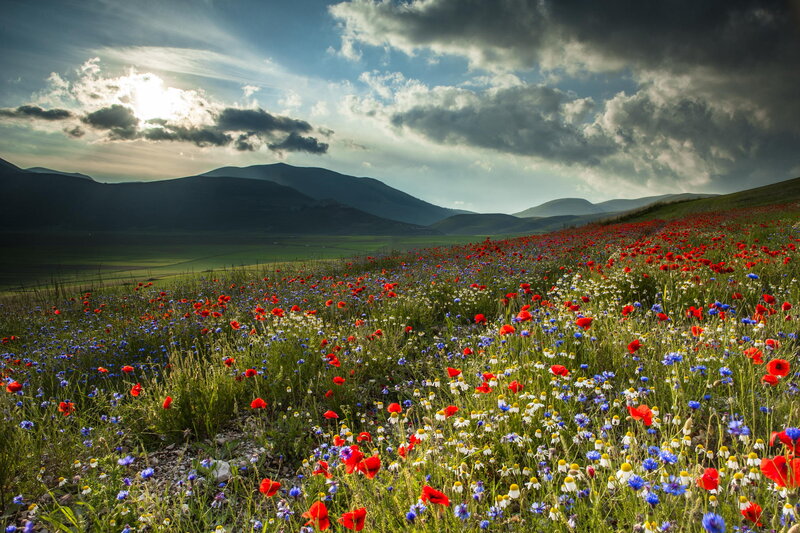 Wildflower Field — Red, Dramatic, Afternoon