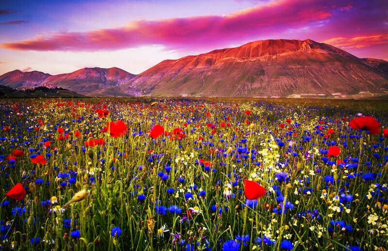 Wildflower Field — Red, Dramatic, Sunset