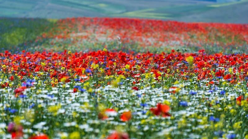 Wildflower Field — Red, Serene