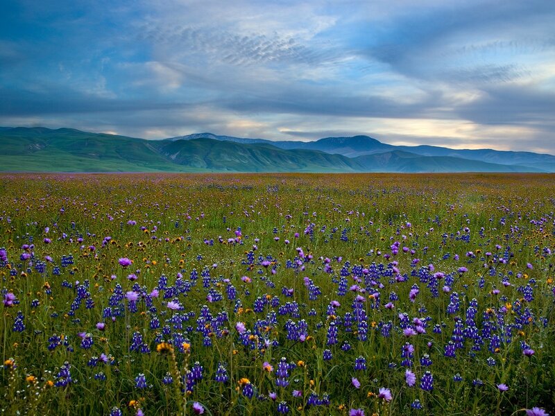 Wildflower Field — Sunset