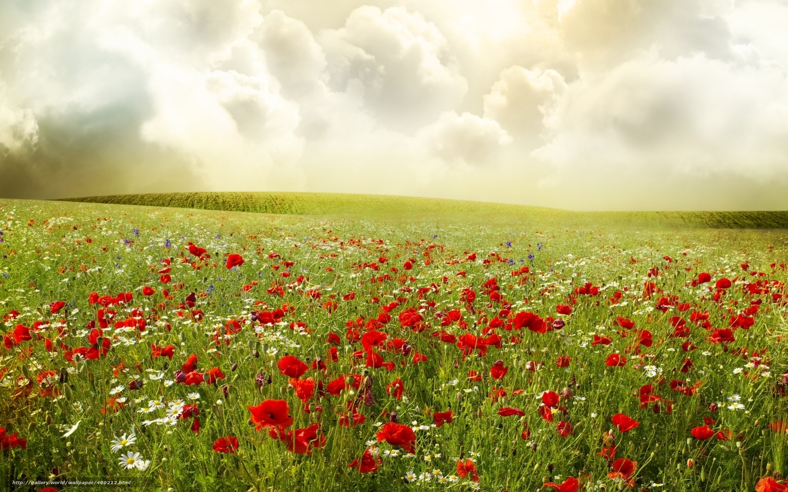 Wildflower field under cloudy sky