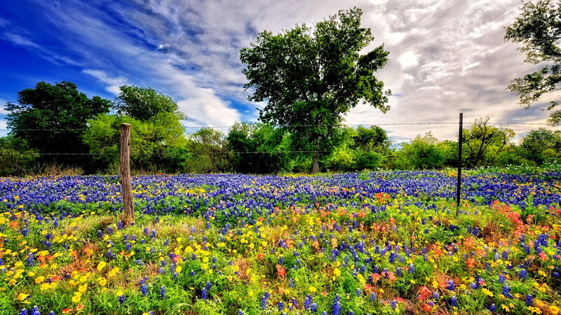 Wildflower Field with Bluebonnets