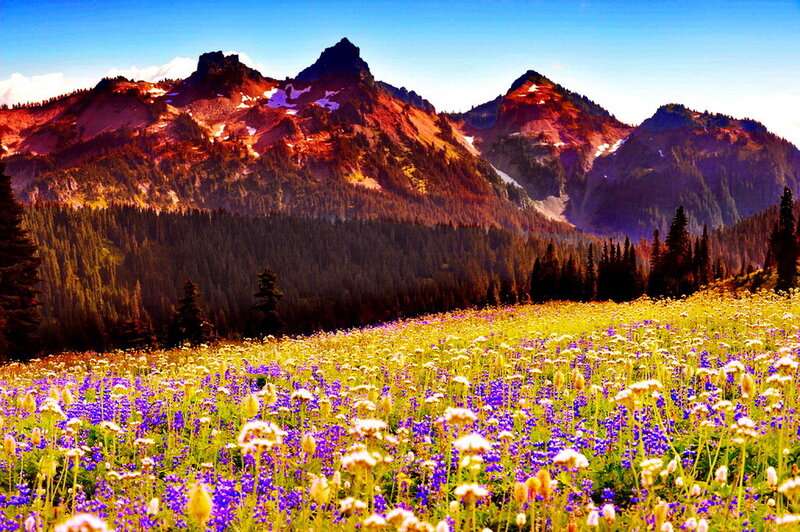 Wildflower Field with Mountains — Purple