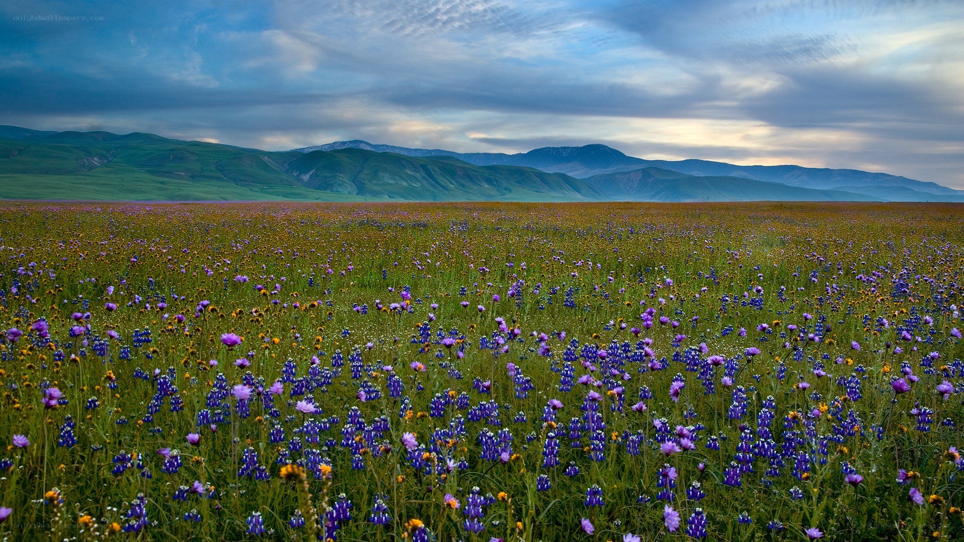 Wildflower field with mountains