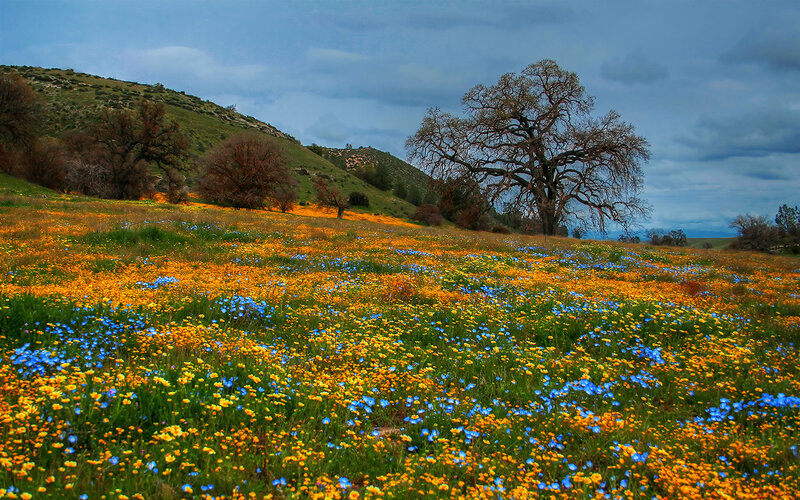 Wildflower Field with Oak Tree