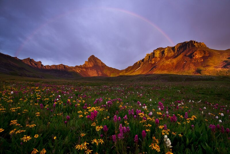 Wildflower Field with Rainbow