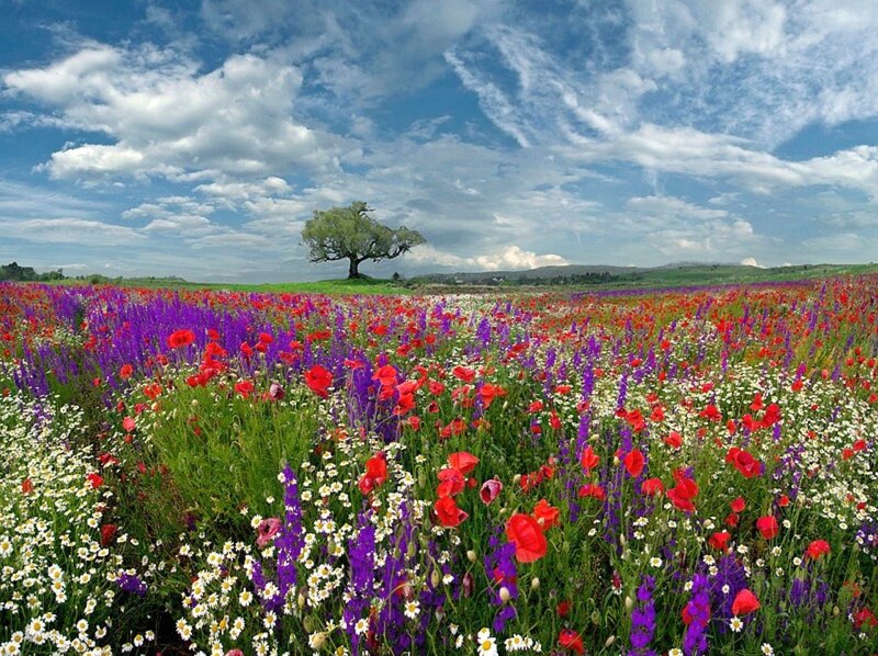 Wildflower Field with Tree