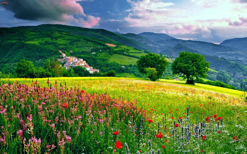 Wildflower Field with Village