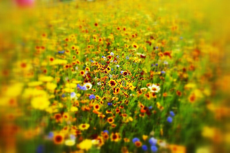 Wildflower Field — Yellow, Serene, Afternoon