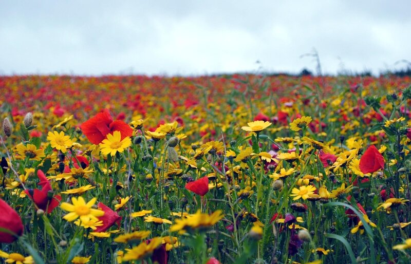 Wildflower Field — Yellow, Serene, Spring