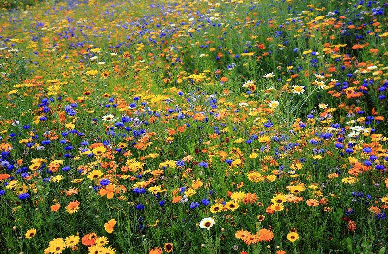 Wildflower Field — Yellow, Serene, Summer