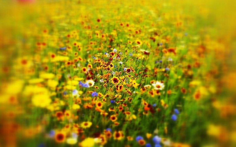 Wildflower Field — Yellow, Serene