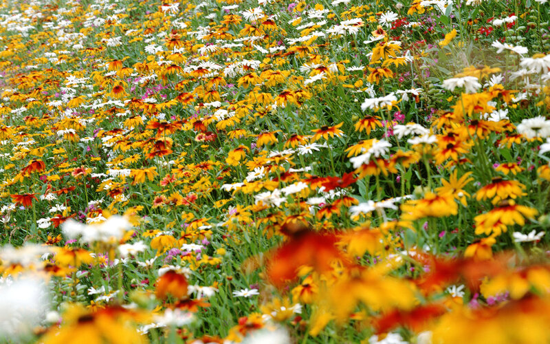 Wildflower Field — Yellow